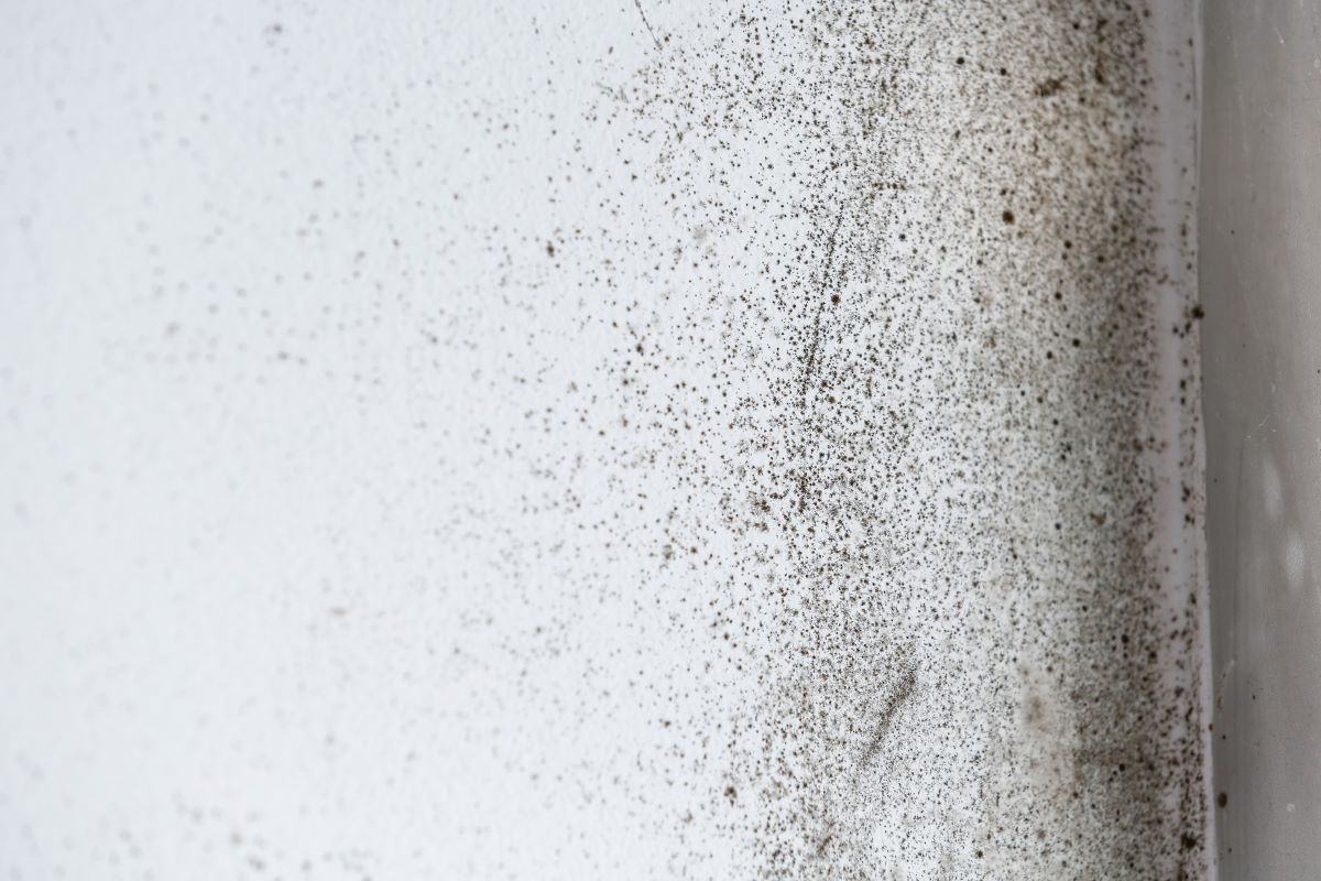 Why Mold Grows – and How to Prevent It