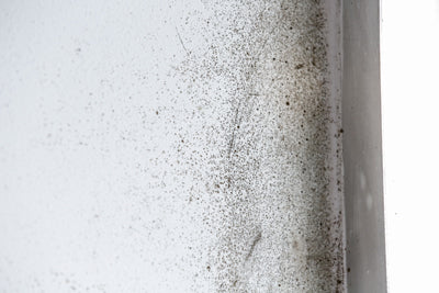 Why Mold Grows – and How to Prevent It